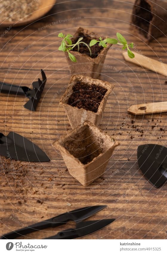 Vegetable seedlings in biodegradable pots on wooden table close up. Urban gardening vegetable spring nature dark Homegrown urban growing plant Indoor