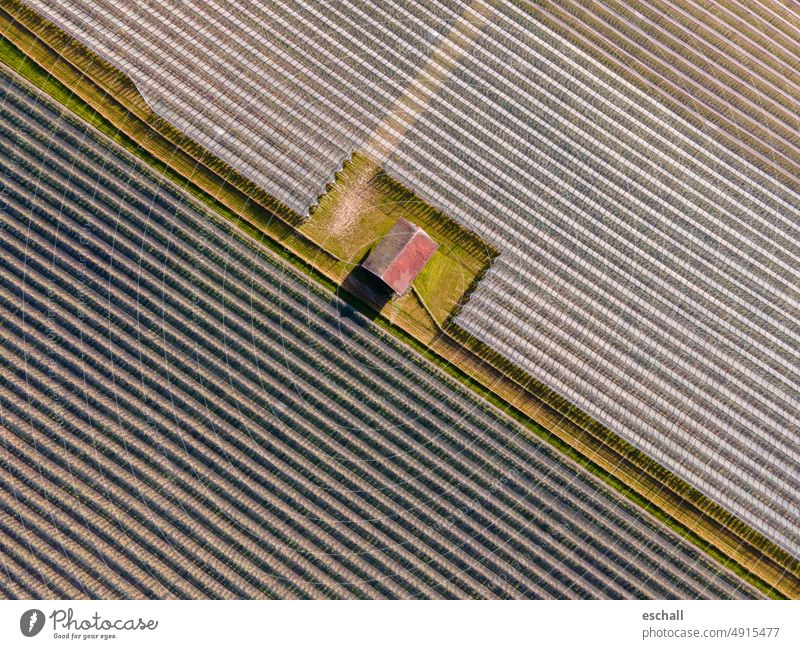 Fruit growing on Lake Constance - view from above of an apple orchard fruit growing Fruit garden Plantation Lake Constance fruit Fuit growing fruits Agriculture