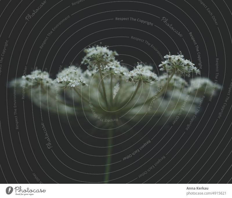 Wild beauty...the wild carrot against dark background Daucus carota subsp. carota Wild carrot ancient medicinal plant Wild plant Insect Magnet Insect-friendly