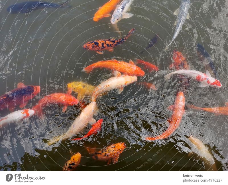 Koi carp swimming in fish pond Koi Carps Fish Fishpond Flock Pond Shoal of fish swarm intelligence Body of water Fish breeding Animal Animal portrait