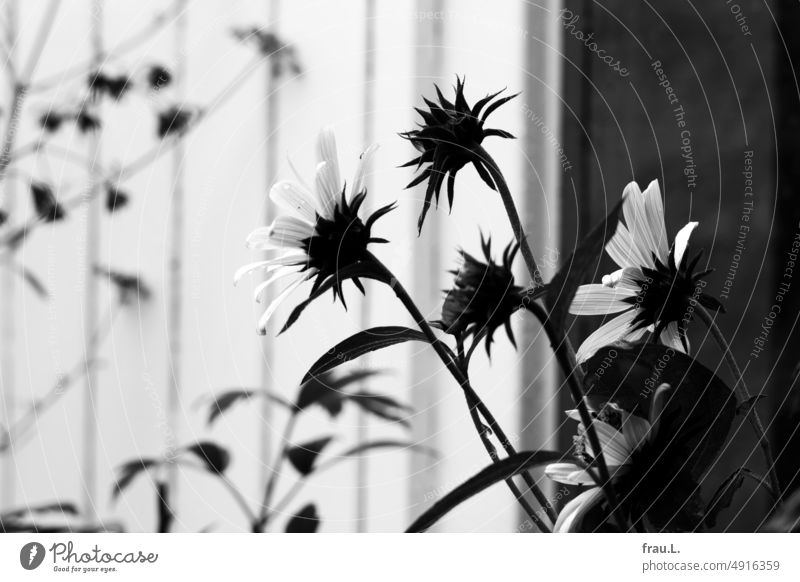 coneflower Flower Nature Blossoming Roof terrace Window pane Rudbeckia Parsley Lovage Summer Sunlight Shadow herbs buds Balcony Garden