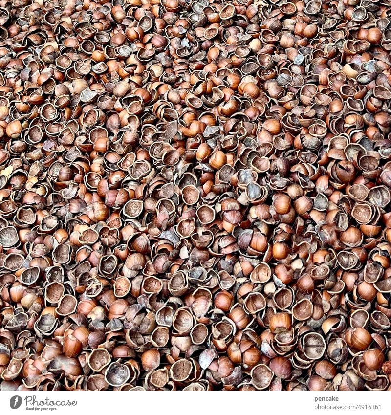 wanderlust | barefoot park nuts hazelnuts Nutshells background senses feet Barefoot Park reflex zones Close-up Brown Hazelnut structure Healthy Organic