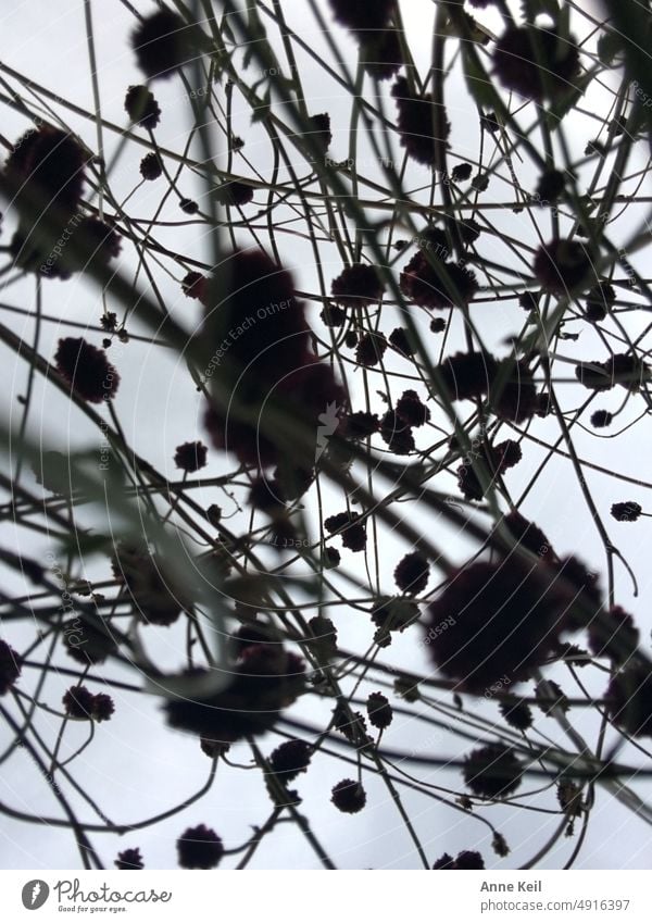 Backlight shot of faded plant perennial Back-light Clouds Sky shrubby undergrowth Nature Exterior shot Deserted Bushes buds