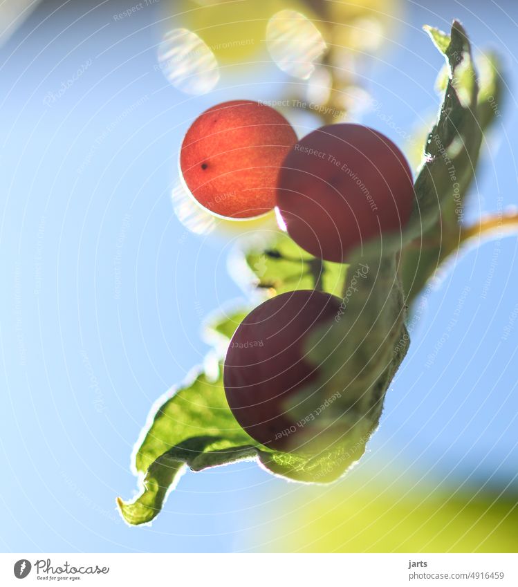 Small grapes Bunch of grapes Mature Red Yellow Green cute Harvest late summer Sun Sunbeam leaves Eating vitamins fruit Fruit fruits Vine vines reap