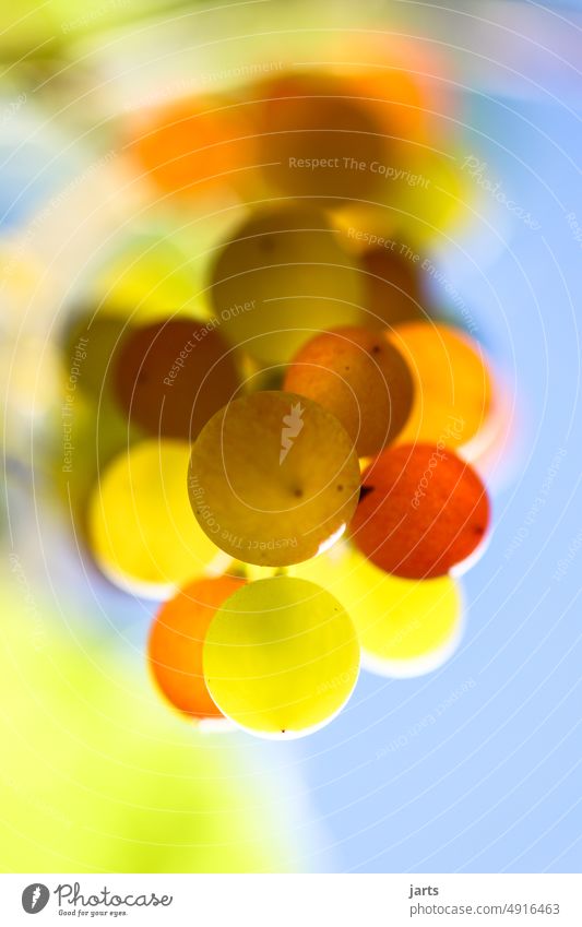 small fruits Bunch of grapes Mature Immature Red Yellow Green cute Harvest late summer Sun Sunbeam leaves Eating vitamins Fruit Vine vines reap harvest season