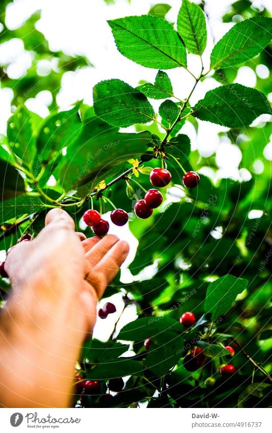 Pick cherries harvest season Hand Grasp Fruit garden fruit self-catering Summer salubriously Sweet cherry tree