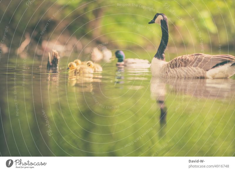 Canadian wild geese - mother with chicks on the water Gosling Chick Gese Family attentiveness Water Summer be afloat Considerate animals Cute animal children