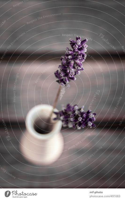 lavender Lifestyle Design Wellness Spa Flat (apartment) Plant Lavender Brown Gray Violet Calm Colour photo Subdued colour Exterior shot Close-up Deserted Blur