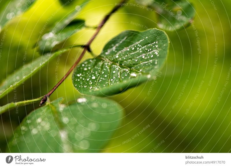 water on green leaf Drops of water Water Macro (Extreme close-up) Green Plant Close-up Damp Nature Rain Dew Wet Foliage plant Summer Detail macro