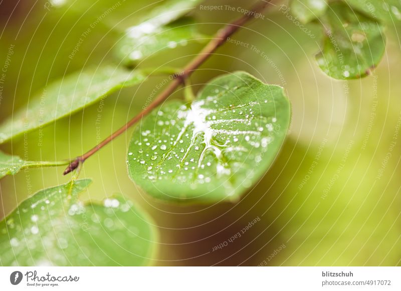 water on green leaf Drops of water Water Macro (Extreme close-up) Green Plant Close-up Damp Nature Rain Dew Wet Foliage plant Summer Detail macro