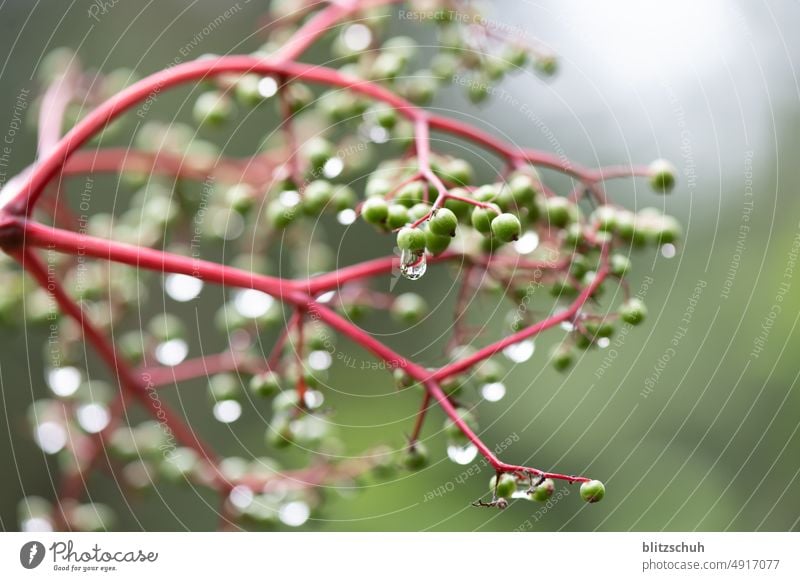 water drops on plant Drops of water Water Macro (Extreme close-up) Green Plant Close-up Damp Nature Rain Dew Wet Foliage plant Summer Detail macro