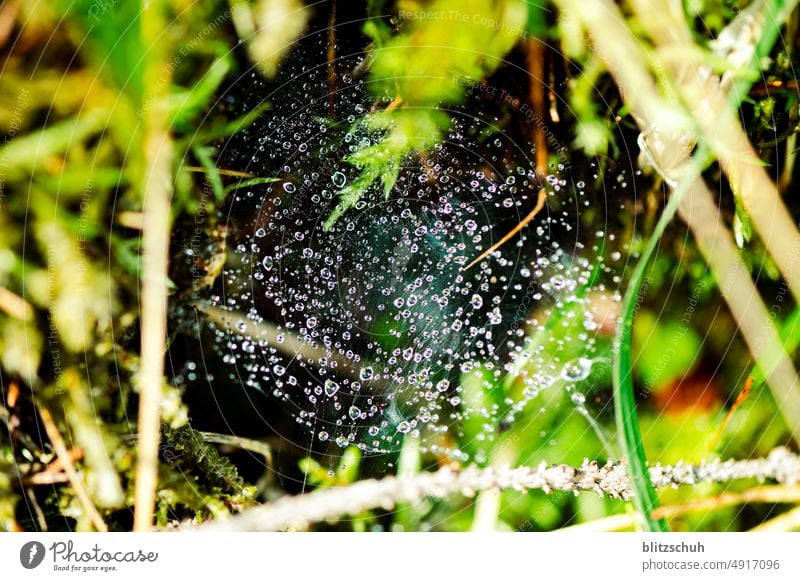 Dew drops on a spider's web Water Spider's web Nature naturally Drops of water Close-up Macro (Extreme close-up) Morning in the morning Detail dew drops Damp