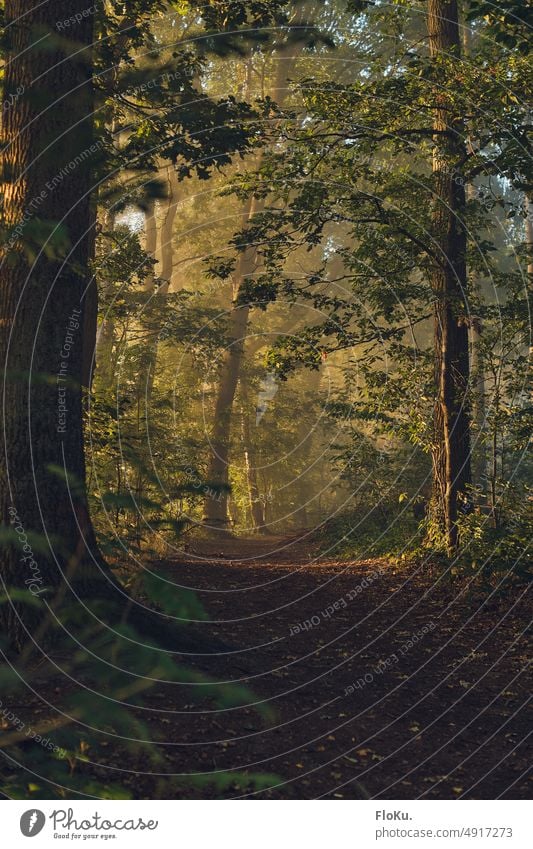 Forest path in fog Morning Fog off forest path Deciduous forest Ground Nature trees Tree Relaxation Hiking To go for a walk Lanes & trails Woodground