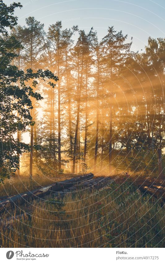 Sun rays in the mist through coniferous tree tops Nature Fog Fir tree Spruce Morning Sunrise Sunbeam Tree Coniferous trees Forest Deserted Exterior shot Plant