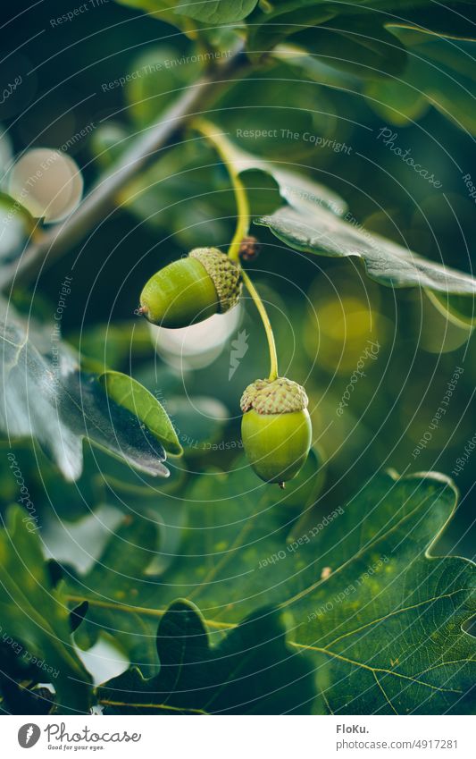 green acorns on tree Green Plant Fruit Tree glans Oak tree Nature Colour photo Deserted Leaf Acorn Exterior shot Autumn Close-up Growth Detail Environment