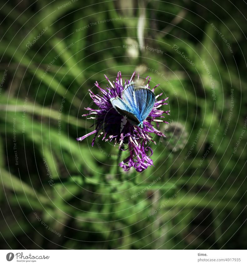 Bluebottle on Lilading butterflies Butterfly Nature Plant Polyommatinae sunny Bird's-eye view Meadow Knapweed