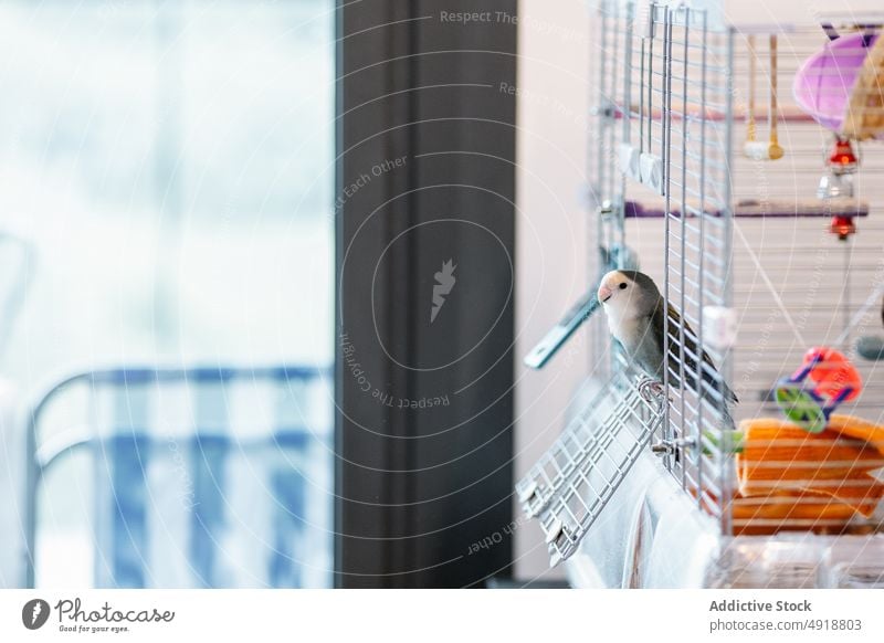 Close-up of a parakeet inside the cage pet domestic parrot bird accessory isolated home birdcage animal equipment swing symbol accessories closeup aviary wavy