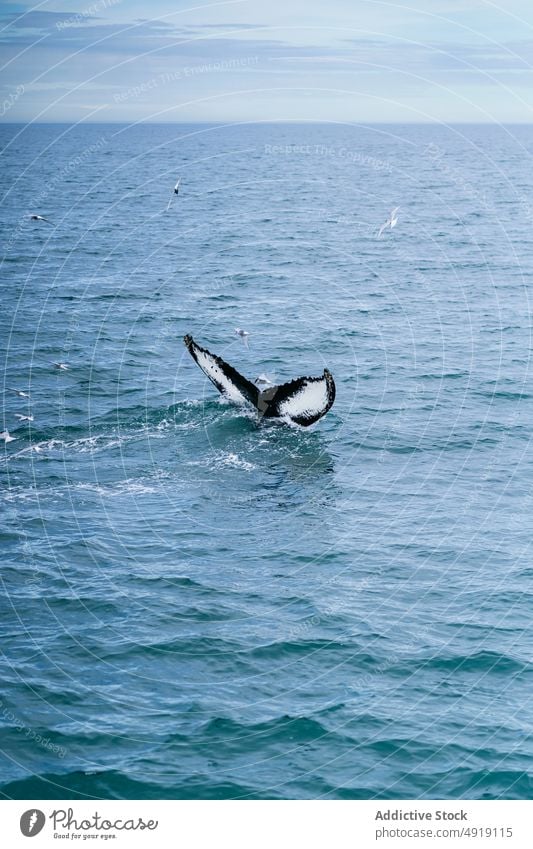 Whale swimming in wavy sea under cloudy sky humpback whale ocean marine nature animal fauna oceanography wildlife scenic energy aqua fin specie scenery mammal