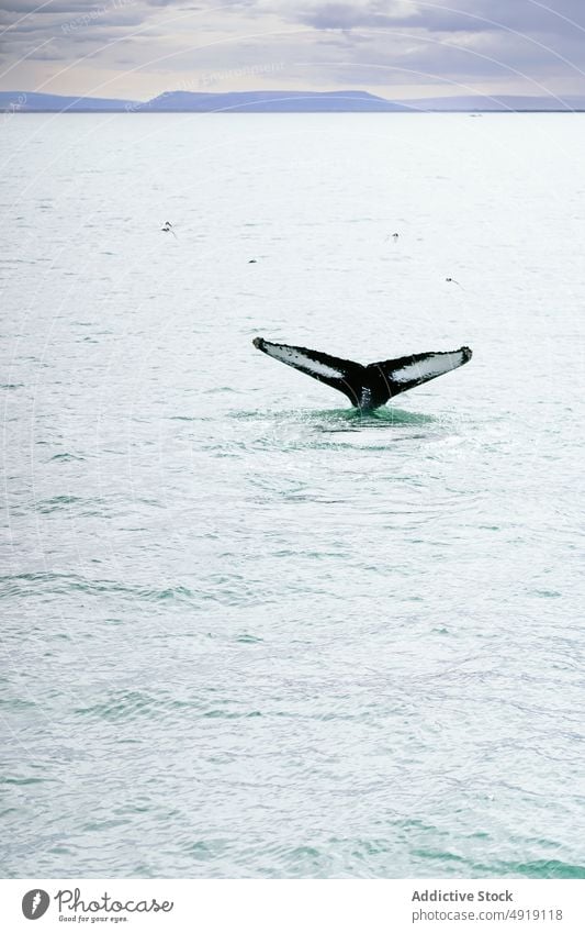 Whale swimming in wavy sea under cloudy sky humpback whale ocean marine nature animal fauna oceanography wildlife scenic energy aqua fin specie scenery mammal