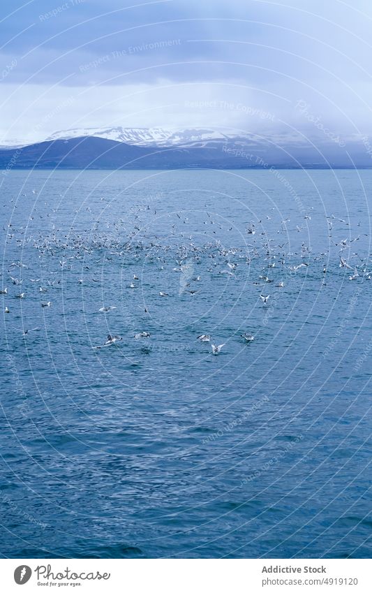 Birds of seagulls flying over ocean under cloudy sky bird seascape flock breathtaking nature mountain soar weather dramatic picturesque wavy marine fauna avian