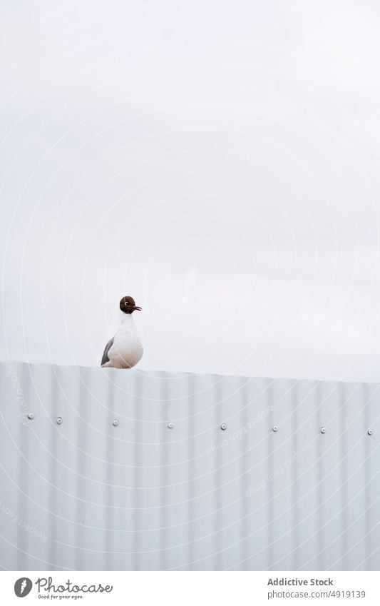 Franklins gull sitting on wall in nature bird habitat fence creature avian ornithology plumage specie leucophaeus pipixcan iceland cute adorable cloudless