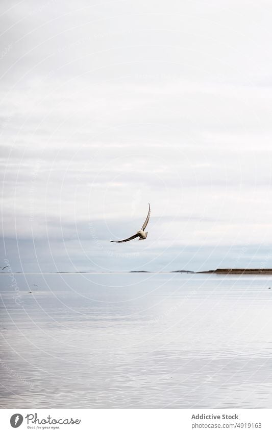 Seagull flying over sea in morning seagull cloudy sky water weather bird marine iceland seabird wildlife dull overcast soar ocean avian ornithology animal