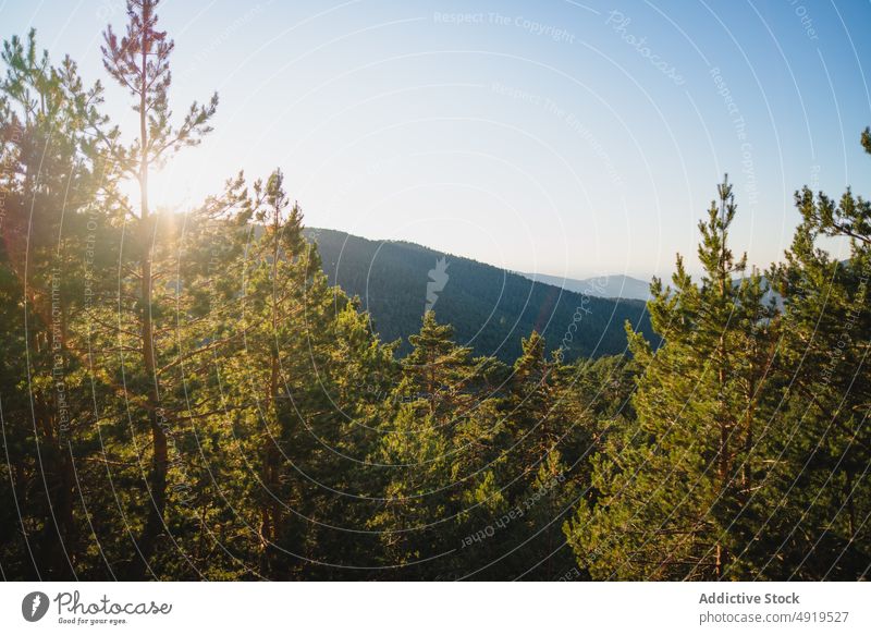 Coniferous trees in nature against mountain forest woods coniferous plant woodland vegetate grow blue sky ridge range summer evergreen greenery scene sunshine