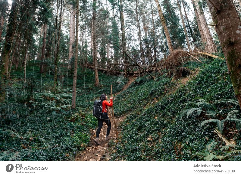 Unrecognizable female traveler exploring forest woman explore trip admire stick tree coniferous nature weekend backpack woodland summer woods adventure