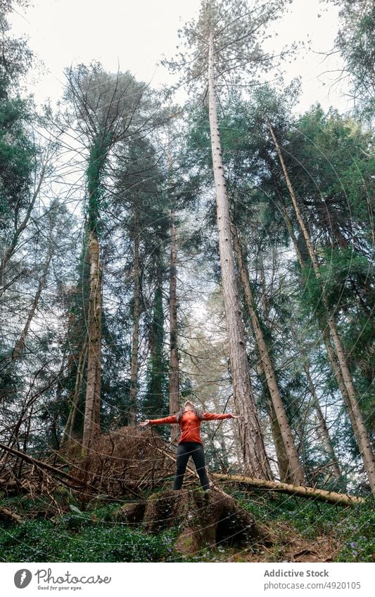 Tourist enjoying freedom in coniferous forest woman tourist tree spread arms nature carefree trip female weekend countryside summer journey woods traveler