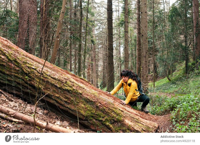 Woman climbing fallen tree trunk woman forest explore hiker weekend activity adventure female young adult brunette journey backpacker wanderlust trekking