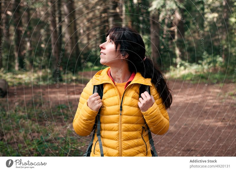 Female traveler exploring forest woman explore trip admire tree coniferous outwear nature weekend female backpack woodland summer woods adventure wanderlust