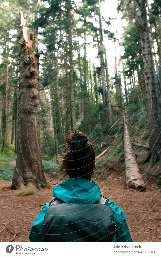 Unrecognizable female traveler exploring forest woman explore walk trip admire tree coniferous nature weekend backpack woodland summer woods adventure