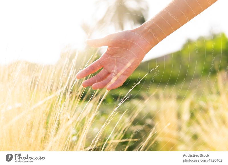 Unrecognizable person touching plant in countryside hand summer nature flora rural sunlight dried shrub bush season natural vegetate delicate summertime grow