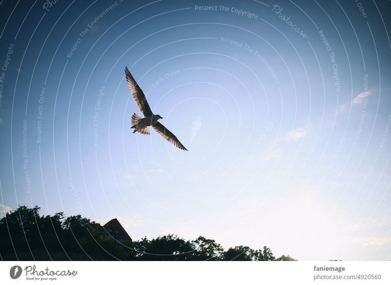 Gull Free Seagull Sky Blue Freedom Flying approach Animal photography Worm's-eye view Grand piano Disperse Hover Glide coast Summer vacation wide Summertime