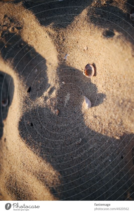 Soft sand sandy Sandy beach Mussel Ocean seaboard Smooth Undulation Mussel shell Shadow Shadow play Grains of sand coast Usedom Summer vacation Summertime