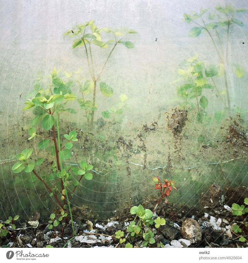 in hiding Plant Bushes Mysterious Sunlight hazy Glass Window behind glass Glass wall Pane Interior shot Hidden transparent wax Translucent Hazy Colour photo