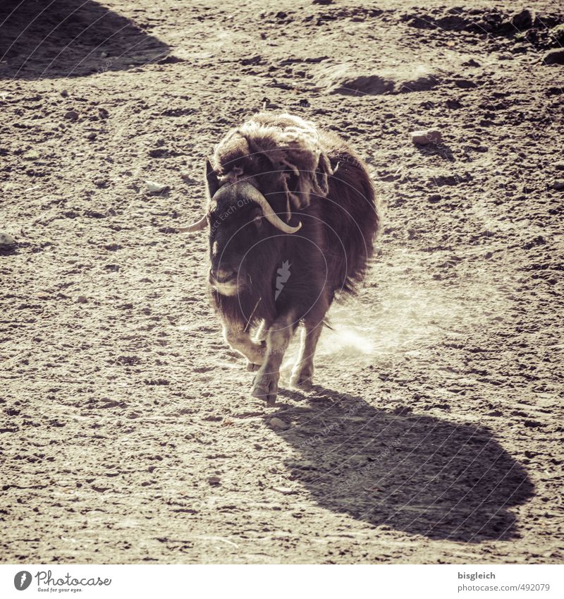 musk ox Meat Zoo Animal Wild animal Muskox 1 Sand Walking Running Large Speed Strong Brown Power Colour photo Subdued colour Exterior shot Deserted Day