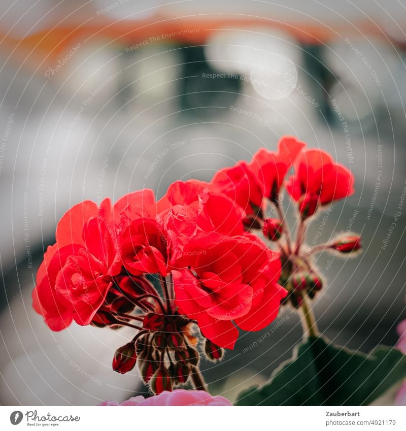 Red geranium with flowers and buds Geranium Blossom Balcony Plant Balcony plant Flower Blossoming Shallow depth of field Nature Garden blossom