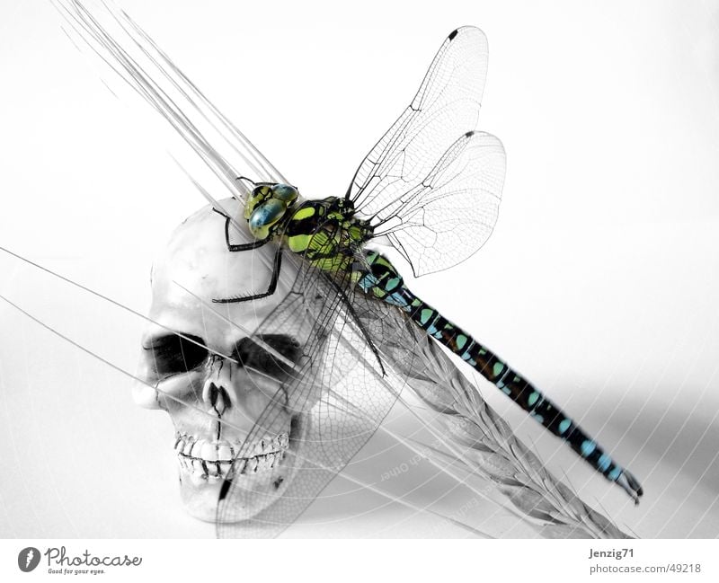 Life and death. Dragonfly Ear of corn Insect Southern hawker Paddle Death's head Grain