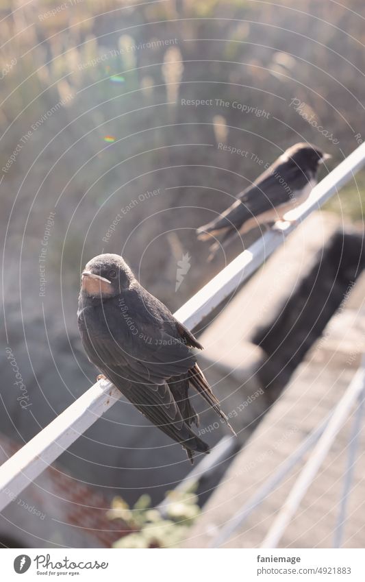 beeping bug bird world Bird Animal portrait Gray bold Brash unabashedly look pole birds little bird perching birds look at Nature Snapshot