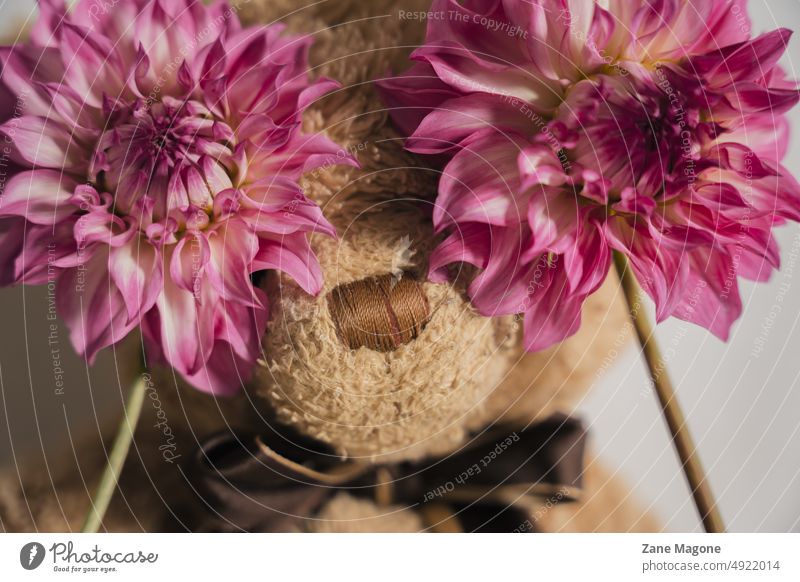 Teddy bear with pink dahlias, end of summer and back to school concept teddy bear back to kinder garden playful child children vacation children summer creative