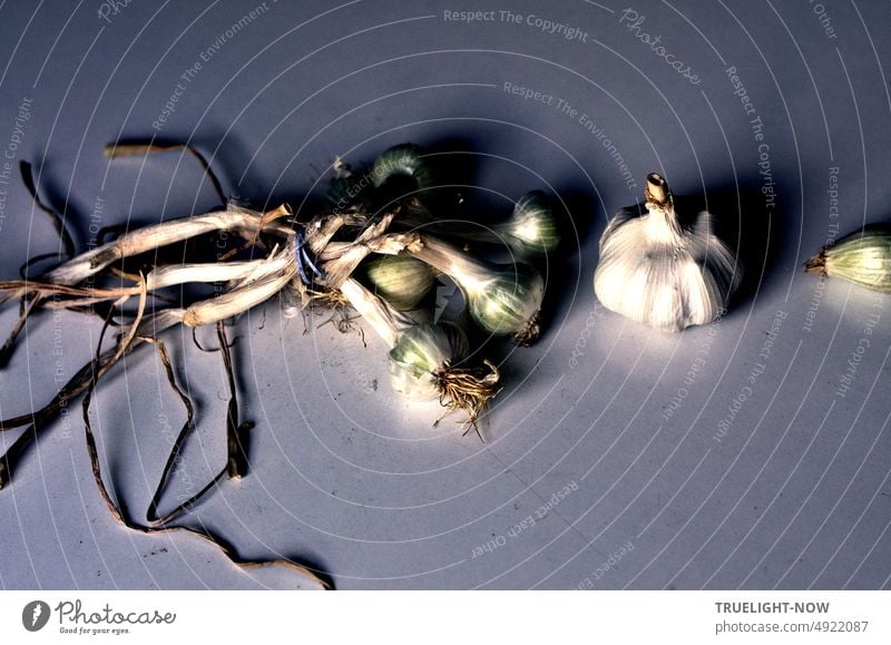 Fresh organic garlic bulbs (Allium sativum) with foliage Garlic Tubers onions Garlic stalks Dry supervision Shadow daylight Table ornamental salubriously