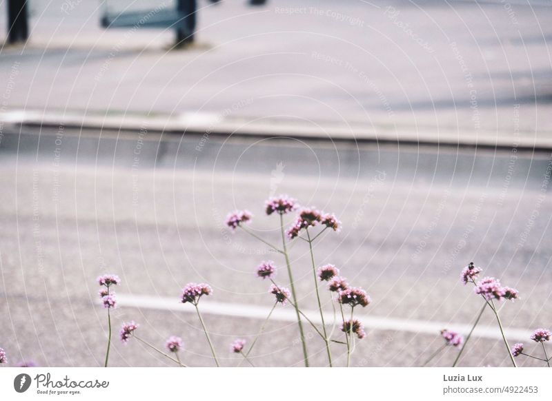 Some delicate purple flowers in front of a bus stop, in the sunshine blossoms Delicate sunny Asphalt Street Transport Violet Flower Blossom daylight Town Summer