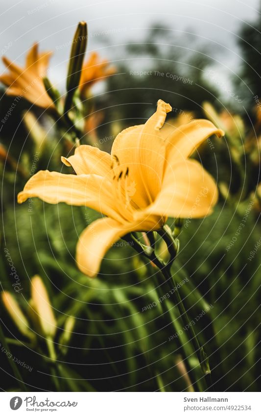 Spring flower in yellow Pistil holidays Garden daffodil naturally petals flower arrangement Spring flowering plant garden flowers Easter daffodils Tradition