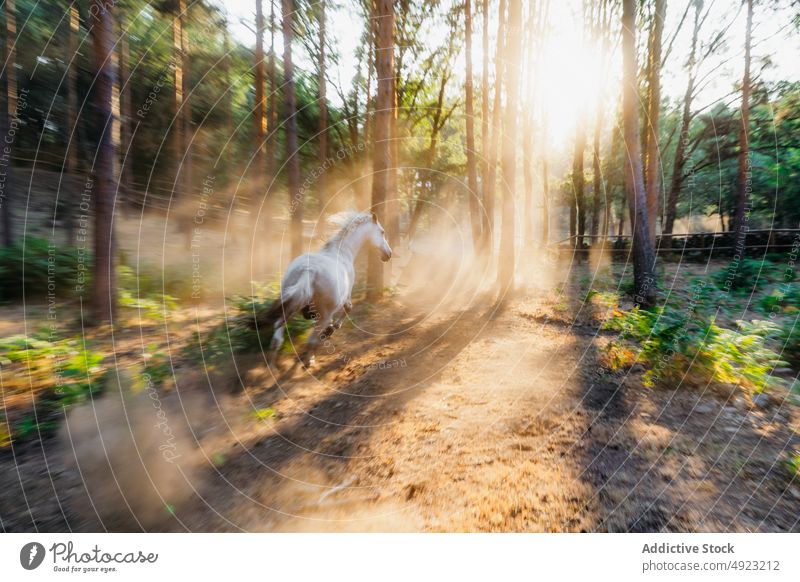 White horses grazing in field against sun shining through tree branches in forest nature mountain wild sunbeam ray environment pasture animal white penetrate