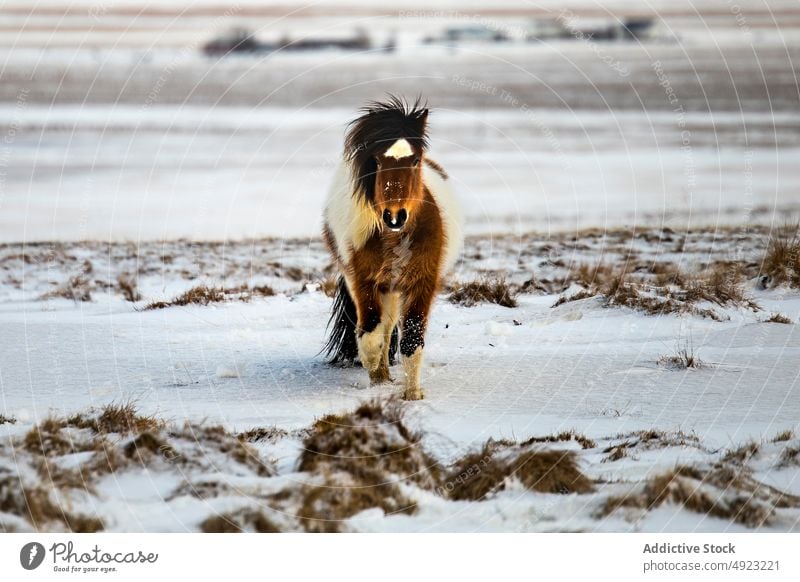 Horse grazing in snowy valley in mountains horse graze winter pasture animal wild meadow iceland nature landscape equine scenic cold weather scenery terrain