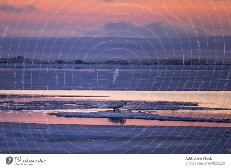 Graceful swan swimming in cold lake winter pond city iceland snow water sunrise bird sky nature wild park coast environment tranquil animal waterfowl season