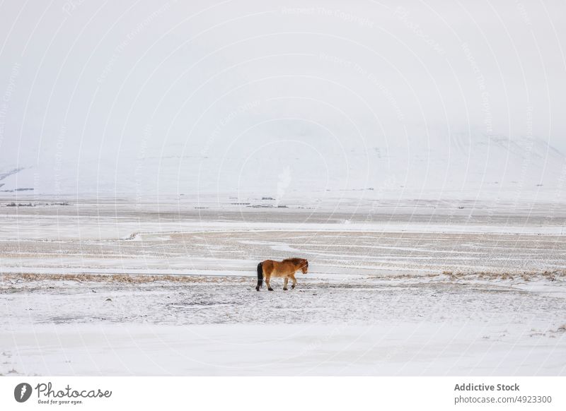 Horse grazing in snowy valley in mountains horse graze winter pasture animal wild meadow iceland nature landscape equine scenic cold weather scenery terrain