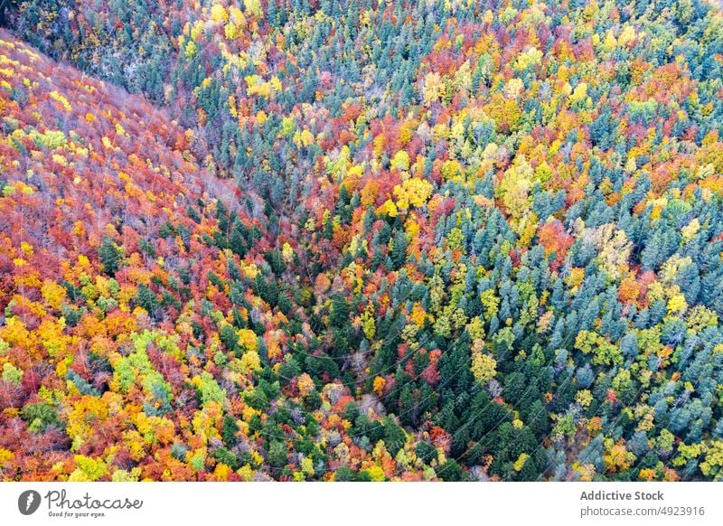 Autumn forest with colorful trees autumn woods nature plant woodland grow fall orange yellow green brown foliage flora environment dense multicolored vegetate