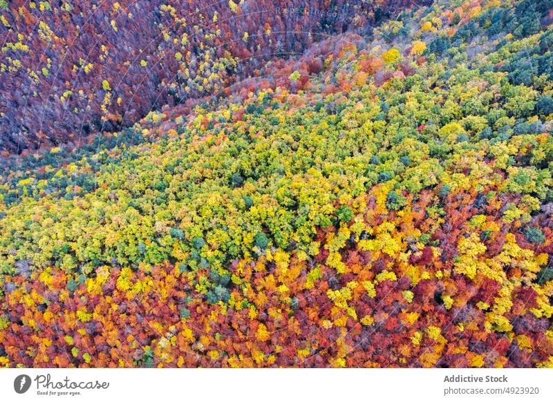 Autumn forest with colorful trees autumn woods nature plant woodland grow fall orange yellow green brown foliage flora environment dense multicolored vegetate